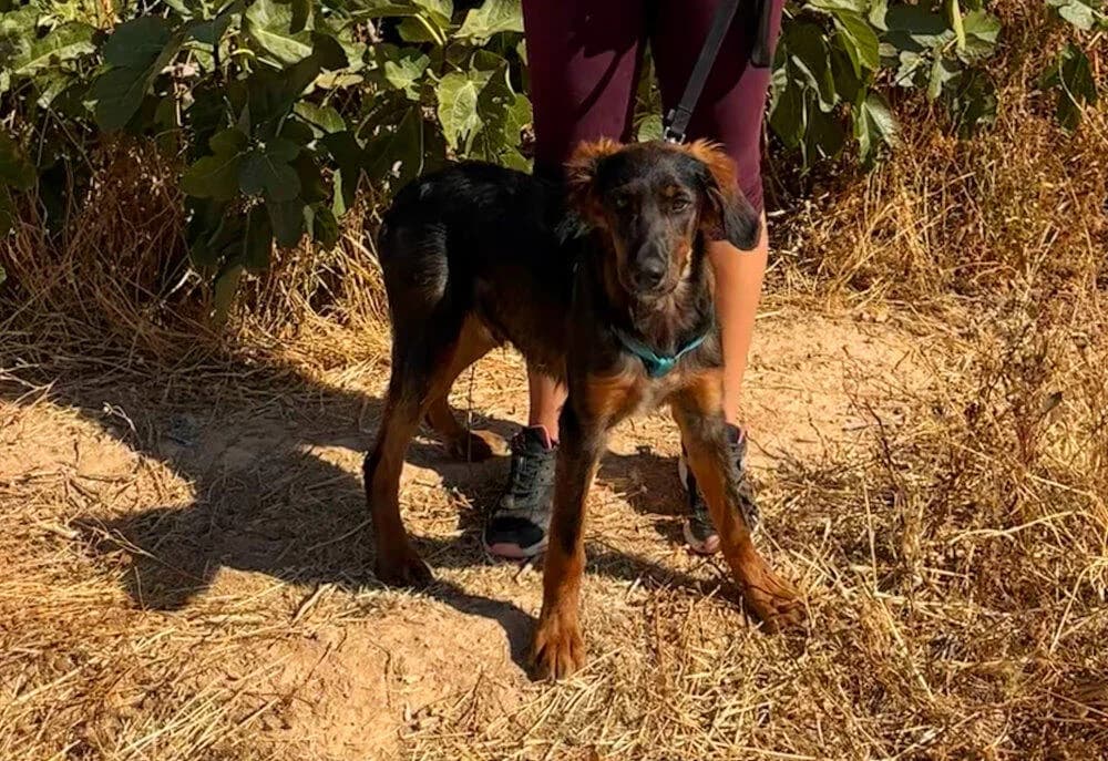 Tarzán, weiß male young Podenco for adoption at Tierfreunde im Fläming e.V.
