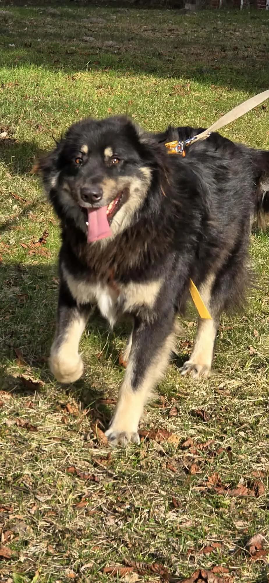 Wunderschöner Barsim, male young German Shepherd for adoption at Tierfreunde im Fläming e.V.