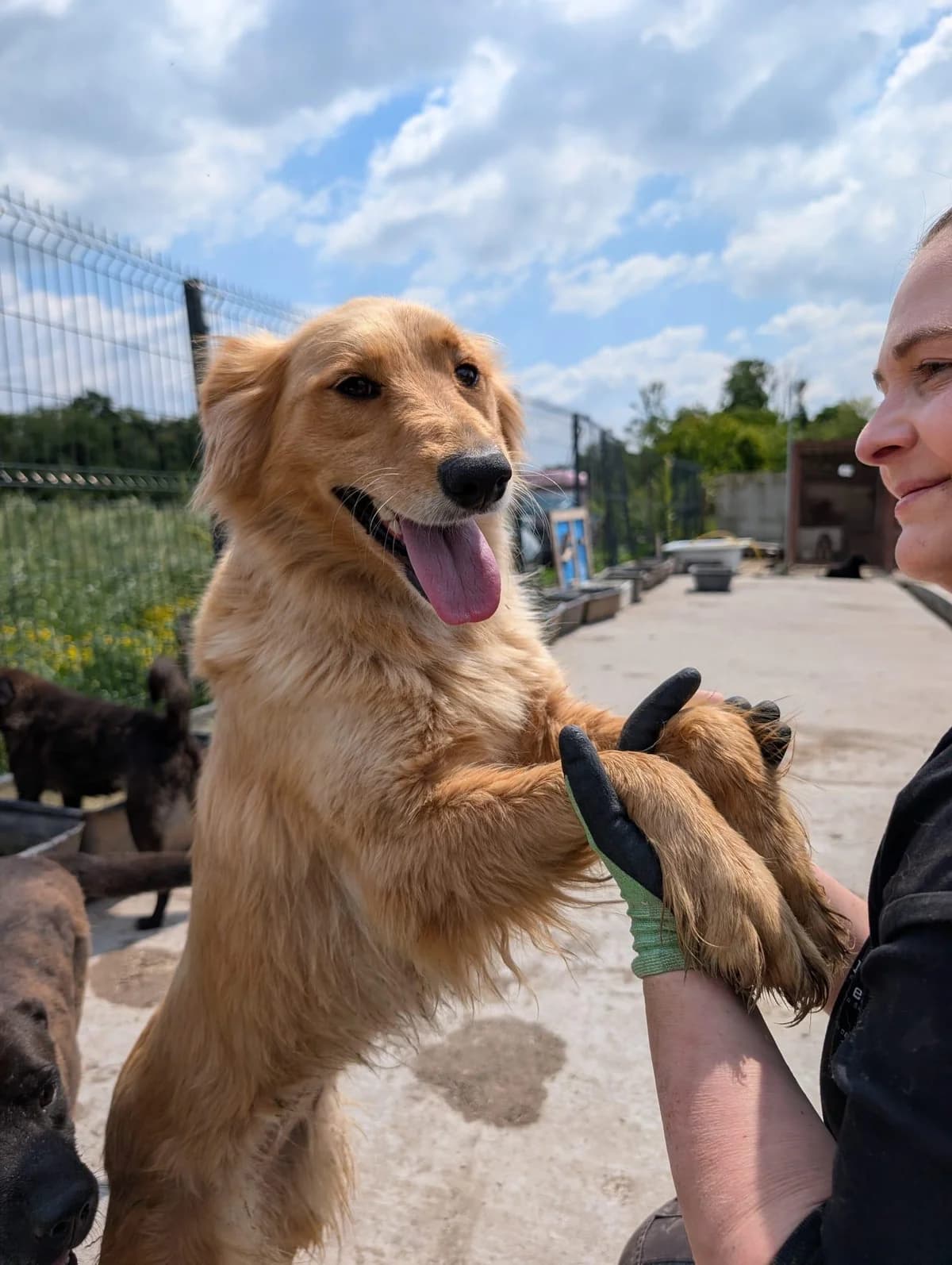 Iris, female young Labrador Retriever for adoption at Tierfreunde im Fläming e.V.