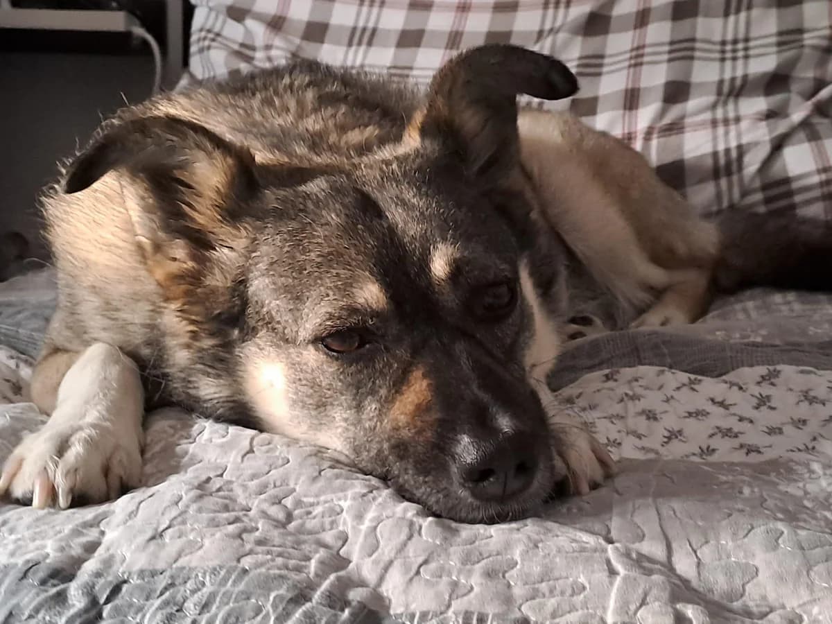 Kona, female 5yo Mixed Breed for adoption at Tierfreunde im Fläming e.V.