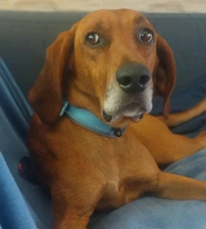 Brando 🍀🍀🍀 Herzensmensch gesucht, male 6yo Mixed Breed for adoption at Tierfreunde im Fläming e.V.