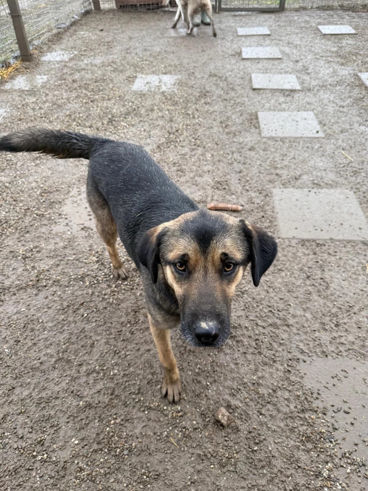 Rita, female young Mixed Breed for adoption at Tierfreunde im Fläming e.V.