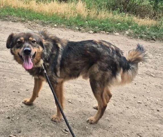 Arnold, male 4yo Mixed Breed for adoption at Tierfreunde im Fläming e.V.
