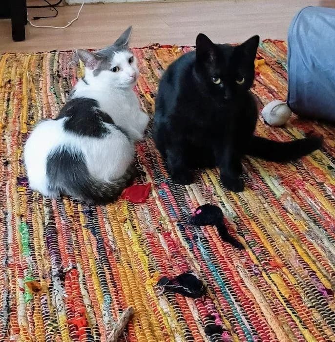 Tom & Pisa, grau female young mixed breed for adoption at Tierfreunde im Fläming e.V.
