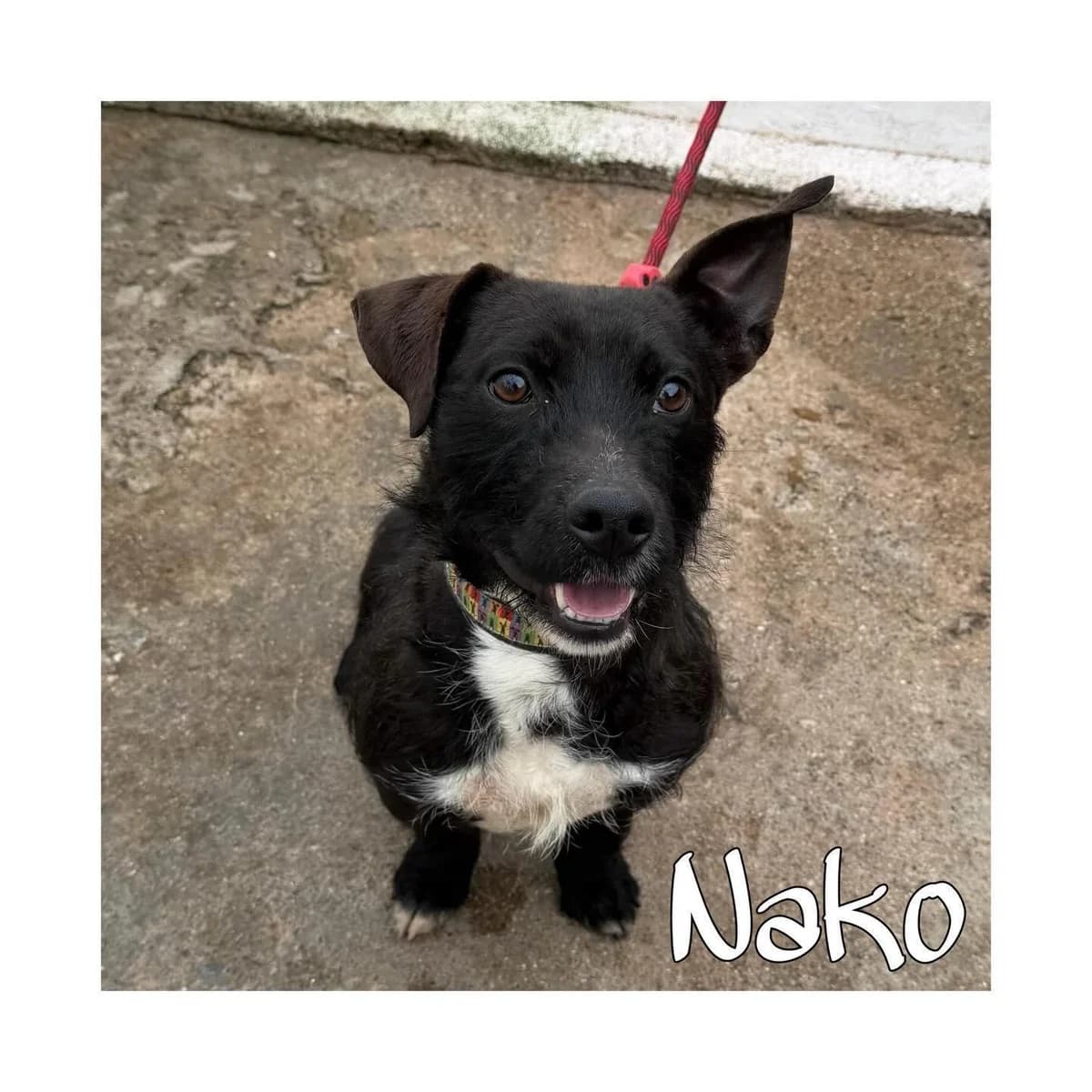 Nako, male young Mixed Breed for adoption at Tierfreunde im Fläming e.V.