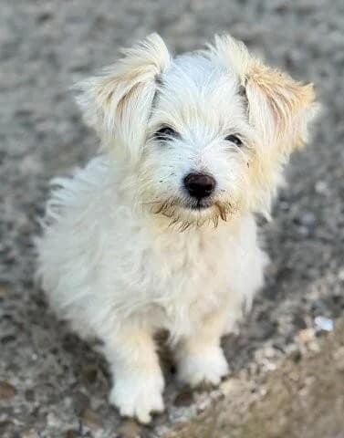 Sonnenschein Fibi, female puppy Bichon Frisé for adoption at Tierfreunde im Fläming e.V.
