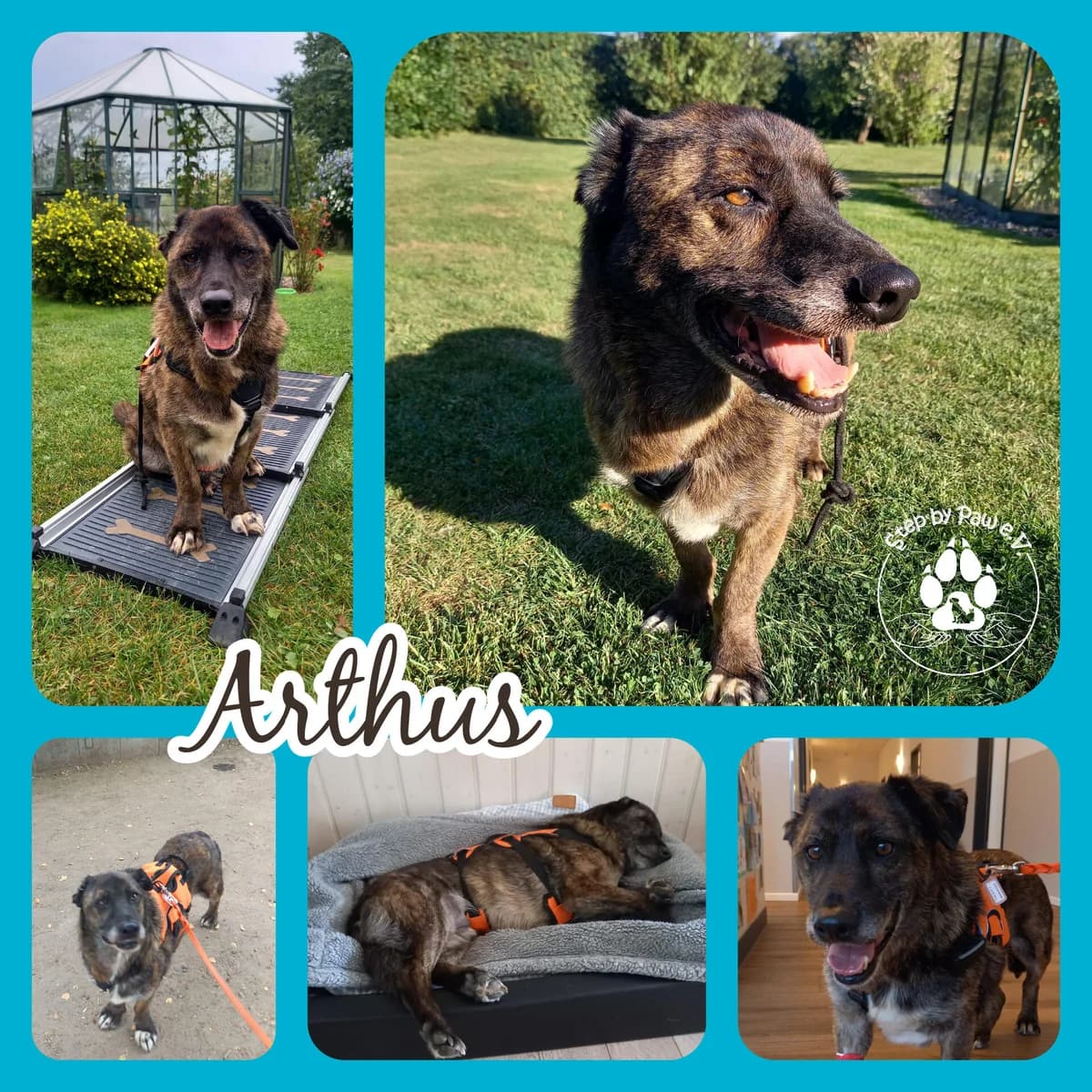 Arthus, male senior Mixed Breed for adoption at Tierfreunde im Fläming e.V.