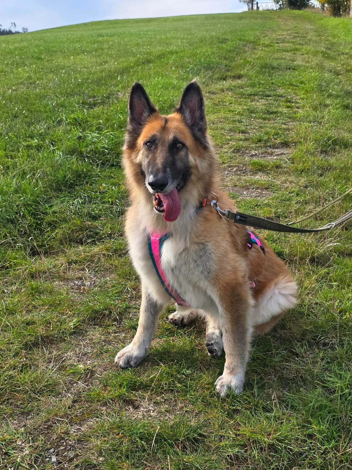 Geburtstagswunder gesucht, male senior Belgian Malinois for adoption at Tierfreunde im Fläming e.V.