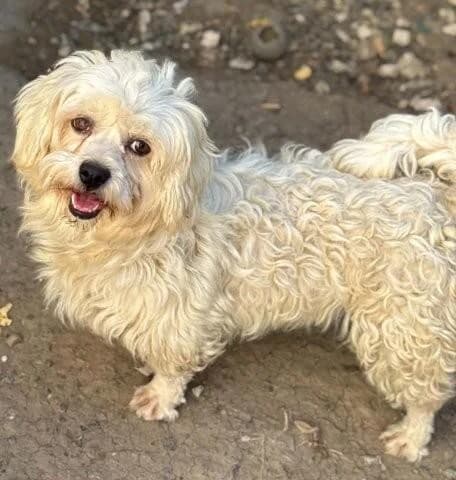 Dolli, weiß female 3yo Bichon Frisé for adoption at Tierfreunde im Fläming e.V.