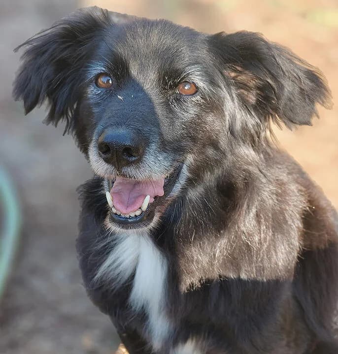 Daisy, female senior Mixed Breed for adoption at Tierfreunde im Fläming e.V.