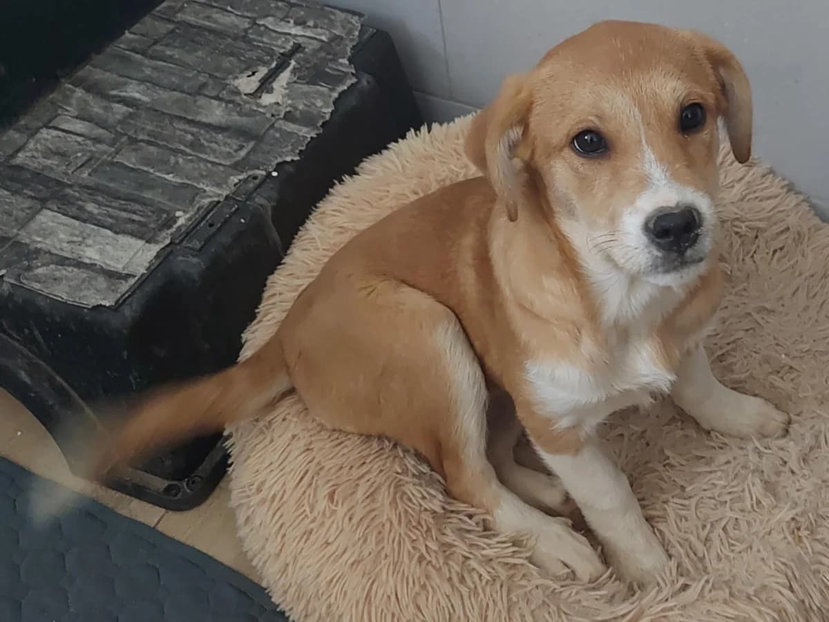 Rita, female puppy Mixed Breed for adoption at Tierfreunde im Fläming e.V.