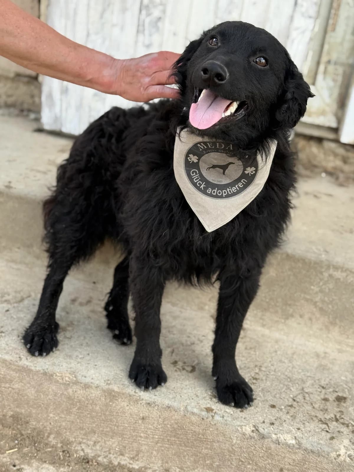 Cassie, female young Puli for adoption at Tierfreunde im Fläming e.V.