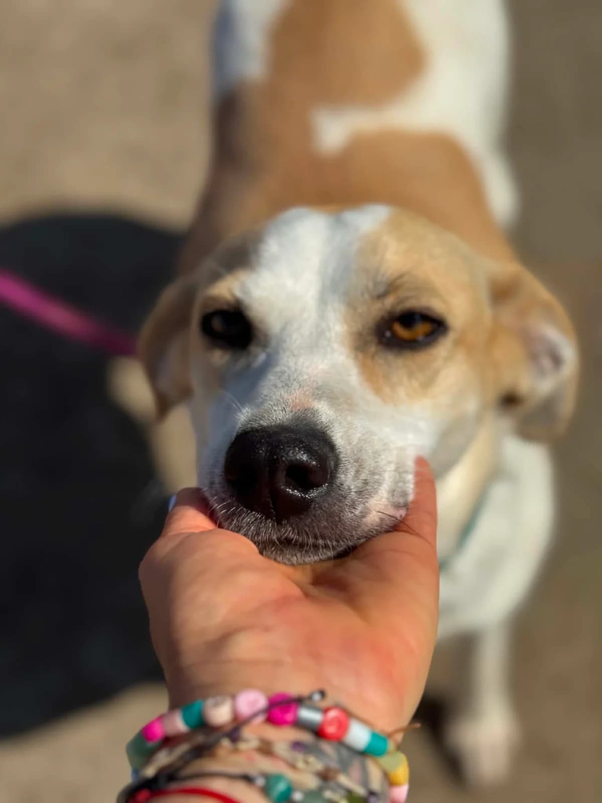 Teresa, female 3yo Mixed Breed for adoption at Tierfreunde im Fläming e.V.