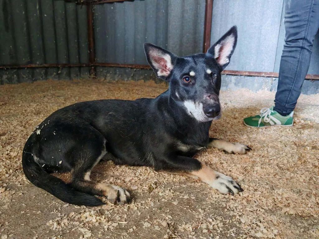 Lola, female 4yo Mixed Breed for adoption at Tierfreunde im Fläming e.V.