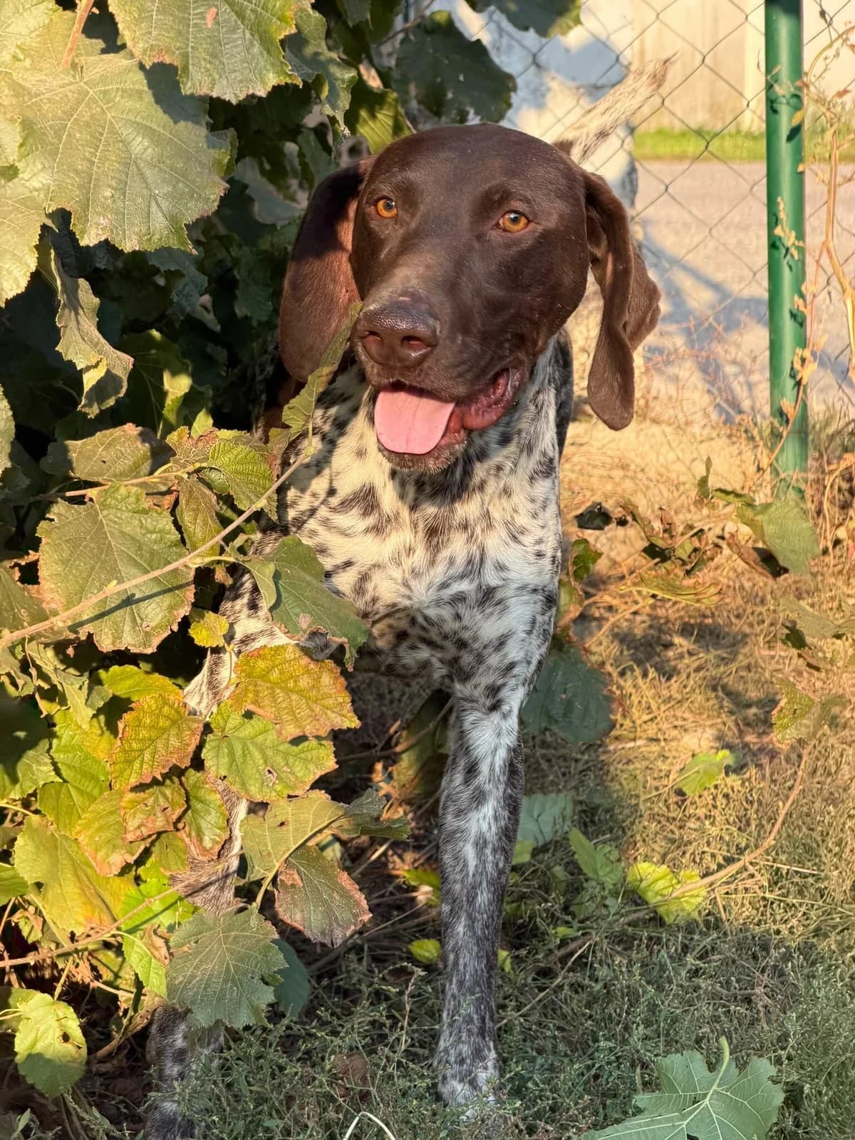 Kuno, male young German Shorthaired Pointer for adoption at Tierfreunde im Fläming e.V.