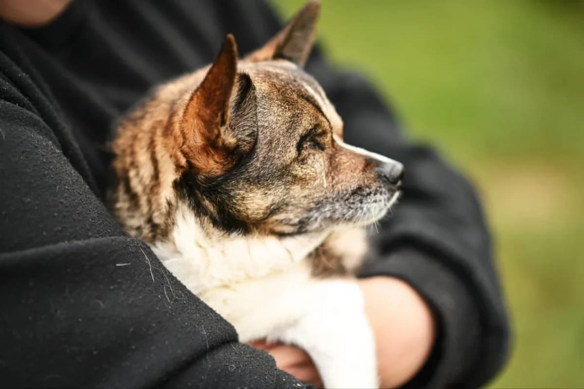 Charlie, Mixed Breed for adoption at Tierfreunde Lüdinghausen und Umgebung e. V.
