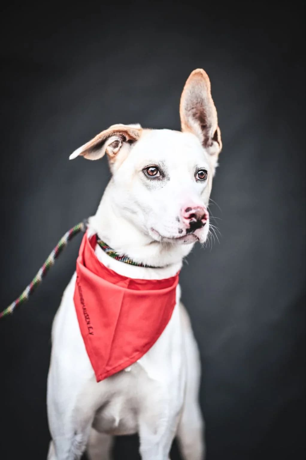 Balloo, Mixed Breed for adoption at Tierfreunde Lüdinghausen und Umgebung e. V.