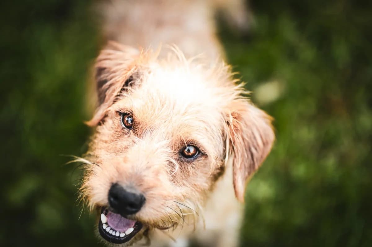 Marty, mixed breed for adoption at Tierfreunde Lüdinghausen und Umgebung e. V.