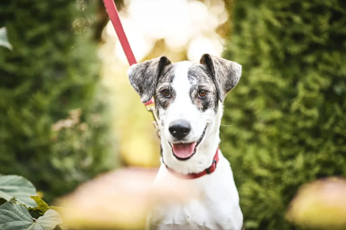 Angie, female Mixed Breed for adoption at Tierfreunde Lüdinghausen und Umgebung e. V.