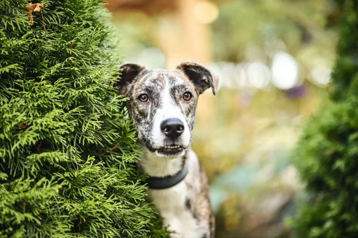 Dante, male Mixed Breed for adoption at Tierfreunde Lüdinghausen und Umgebung e. V.