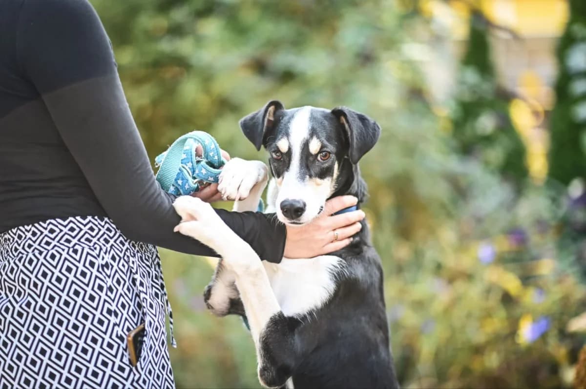 Mac, Mixed Breed for adoption at Tierfreunde Lüdinghausen und Umgebung e. V.