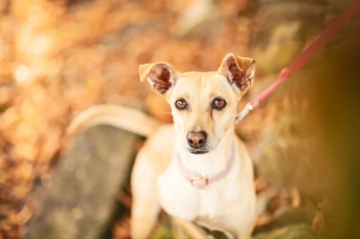Kathi, Mixed Breed for adoption at Tierfreunde Lüdinghausen und Umgebung e. V.
