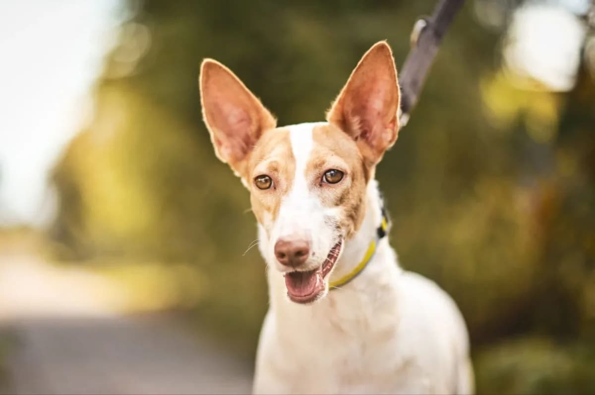 Blanca, female Mixed Breed for adoption at Tierfreunde Lüdinghausen und Umgebung e. V.