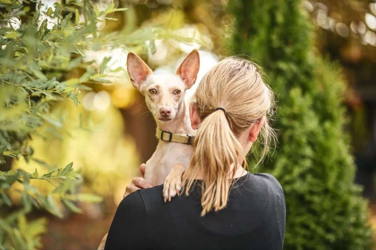 Pita, female Mixed Breed for adoption at Tierfreunde Lüdinghausen und Umgebung e. V.