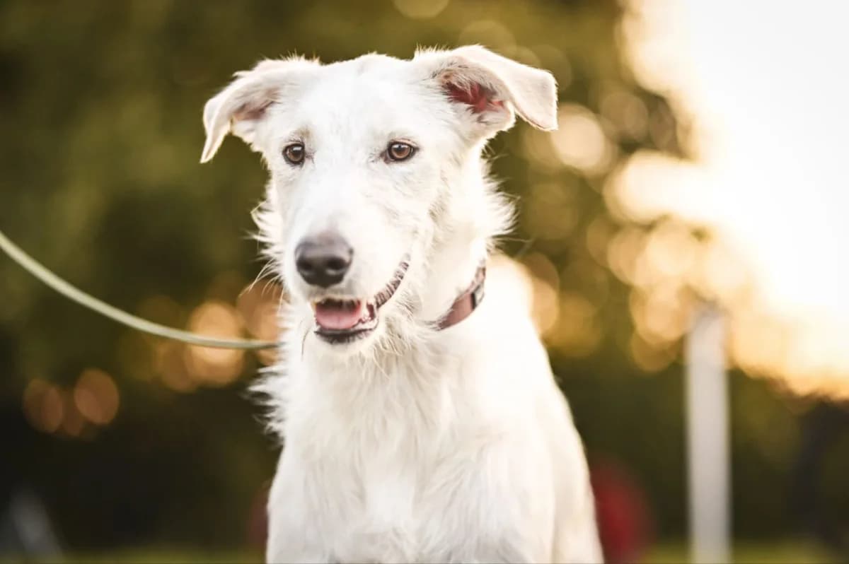 Pepin, male Mixed Breed for adoption at Tierfreunde Lüdinghausen und Umgebung e. V.