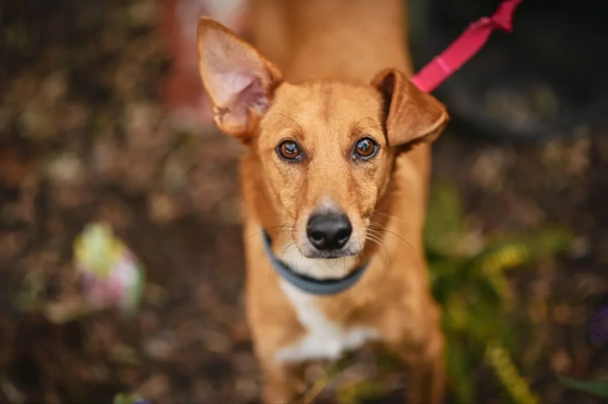 Melo, Mixed Breed for adoption at Tierfreunde Lüdinghausen und Umgebung e. V.