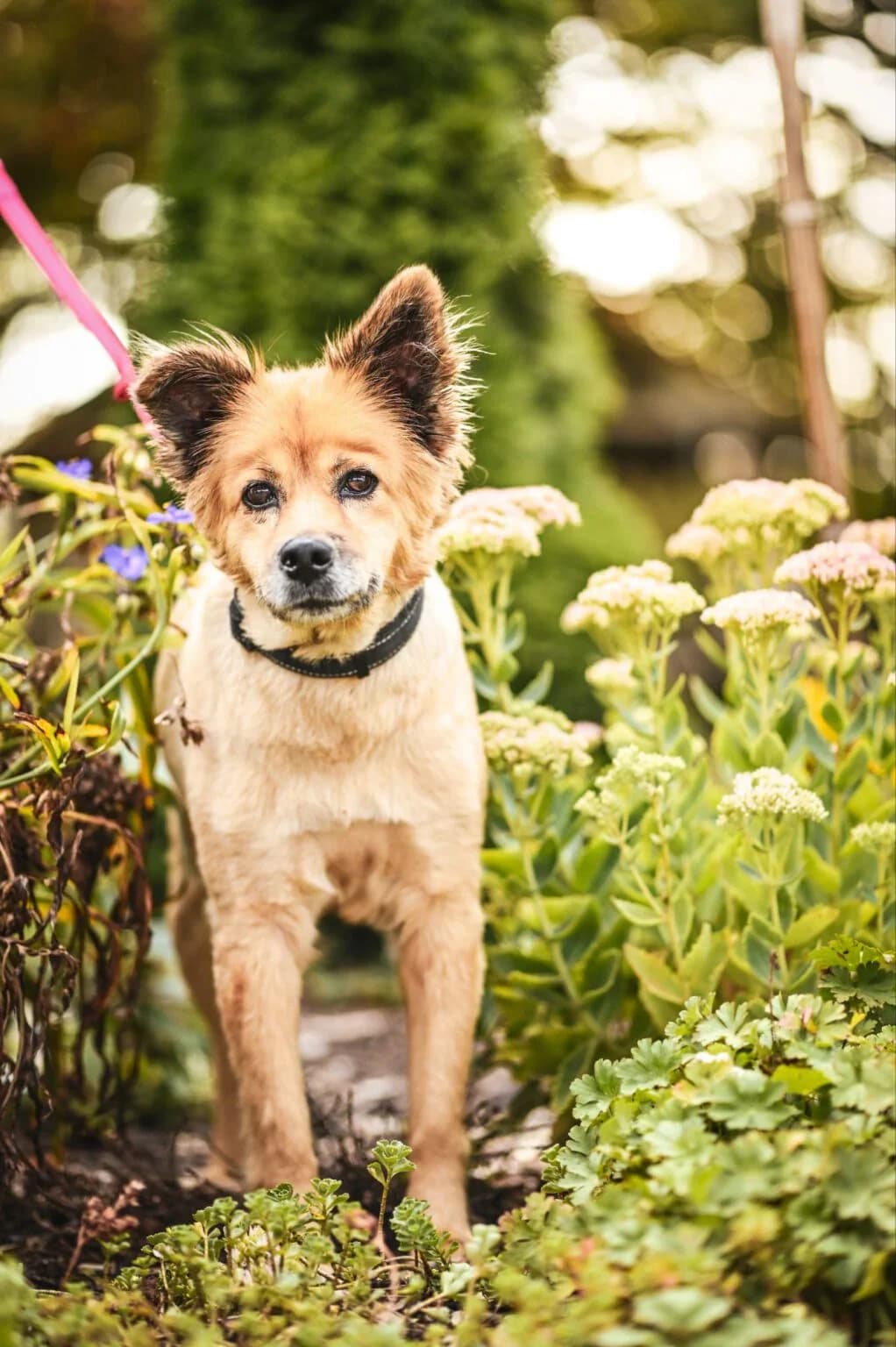 Sissi, Mixed Breed for adoption at Tierfreunde Lüdinghausen und Umgebung e. V.