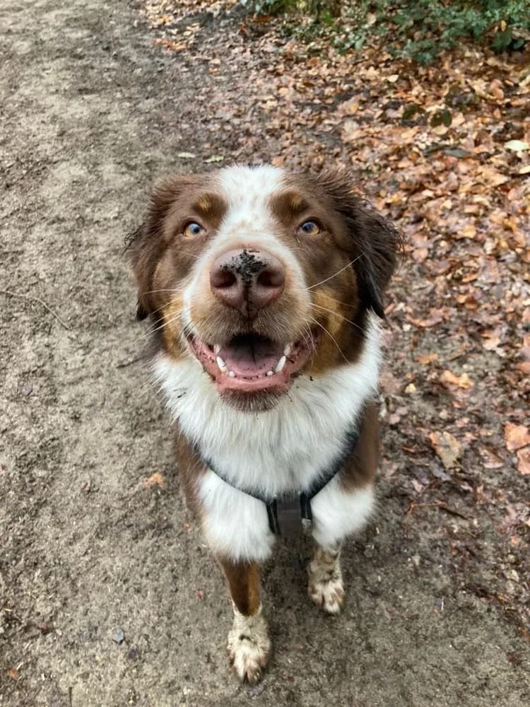 Maxim, male Australian Shepherd for adoption at Tierfreunde Lüdinghausen und Umgebung e. V.