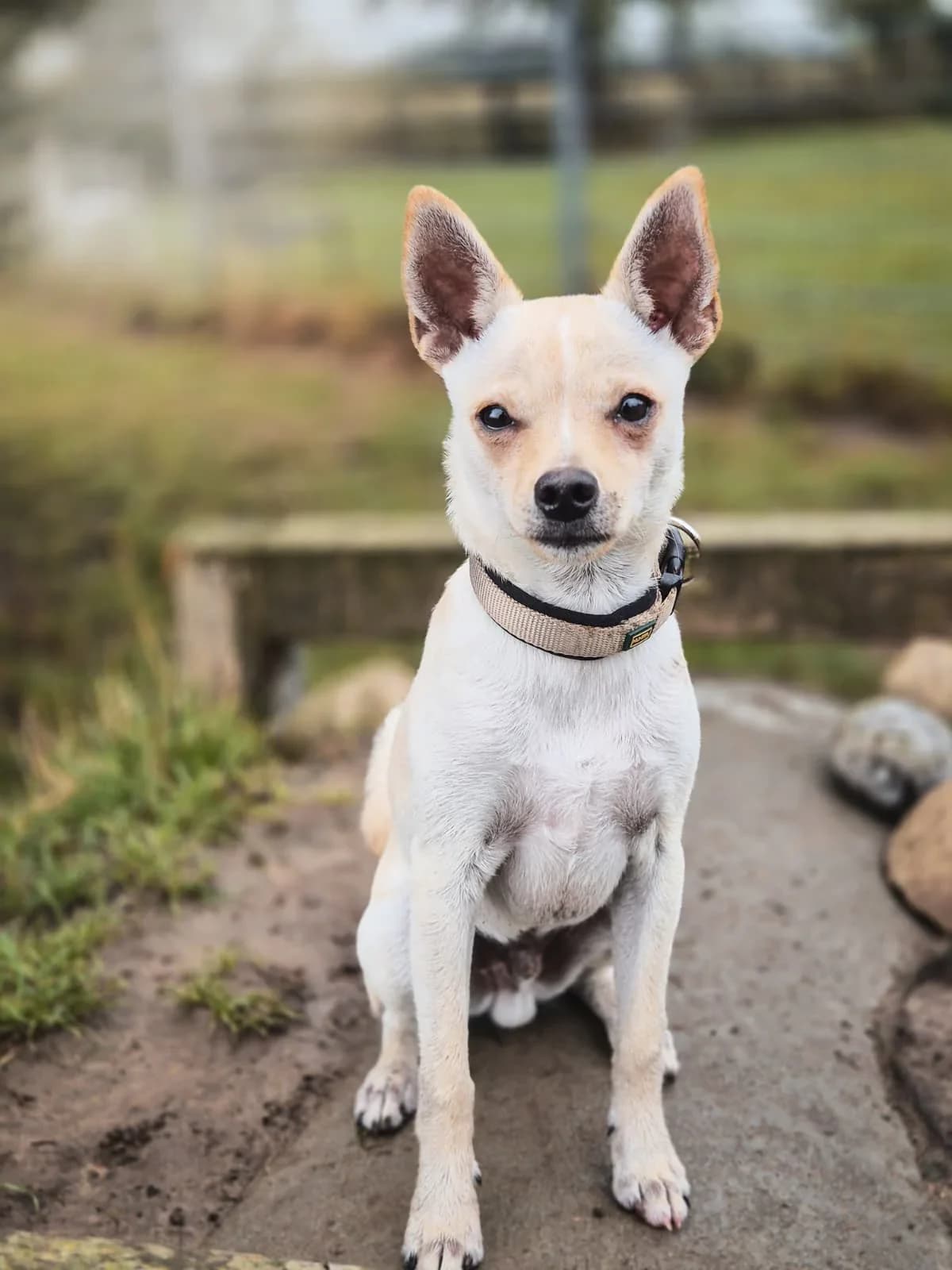 Lenny, Mixed Breed for adoption at Tierfreunde Lüdinghausen und Umgebung e. V.