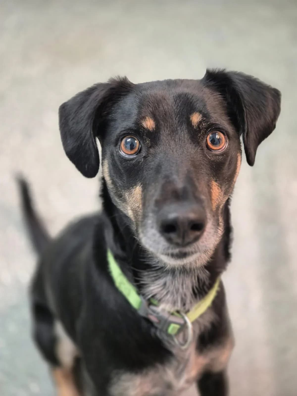 Kenai, Mixed Breed for adoption at Tierfreunde Lüdinghausen und Umgebung e. V.