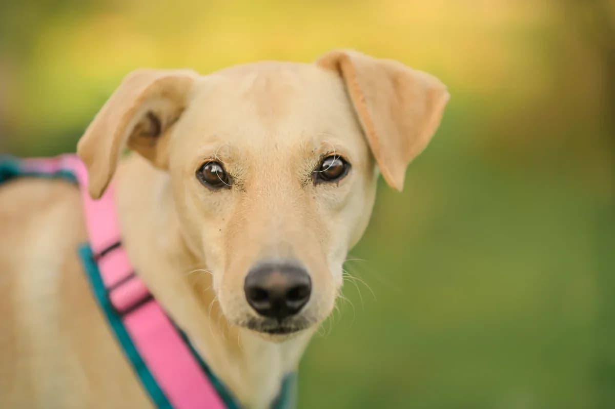 Antonello (Lilo), male Mixed Breed for adoption at Tierfreunde Lüdinghausen und Umgebung e. V.
