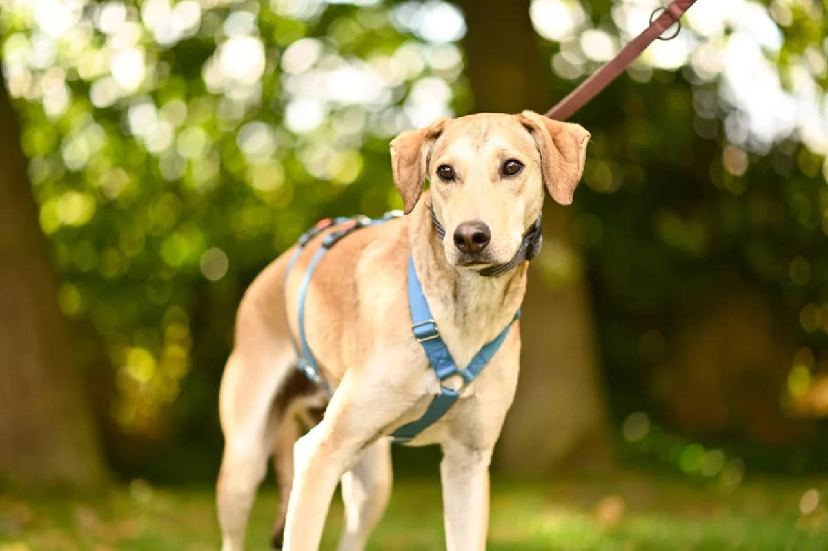 Bambu, Mixed Breed for adoption at Tierfreunde Lüdinghausen und Umgebung e. V.