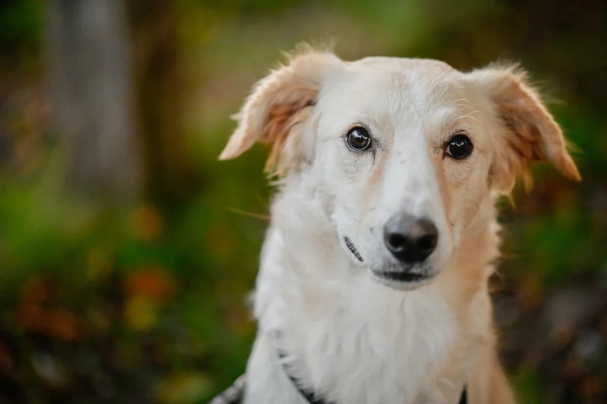 Raphis, Mixed Breed for adoption at Tierfreunde Lüdinghausen und Umgebung e. V.