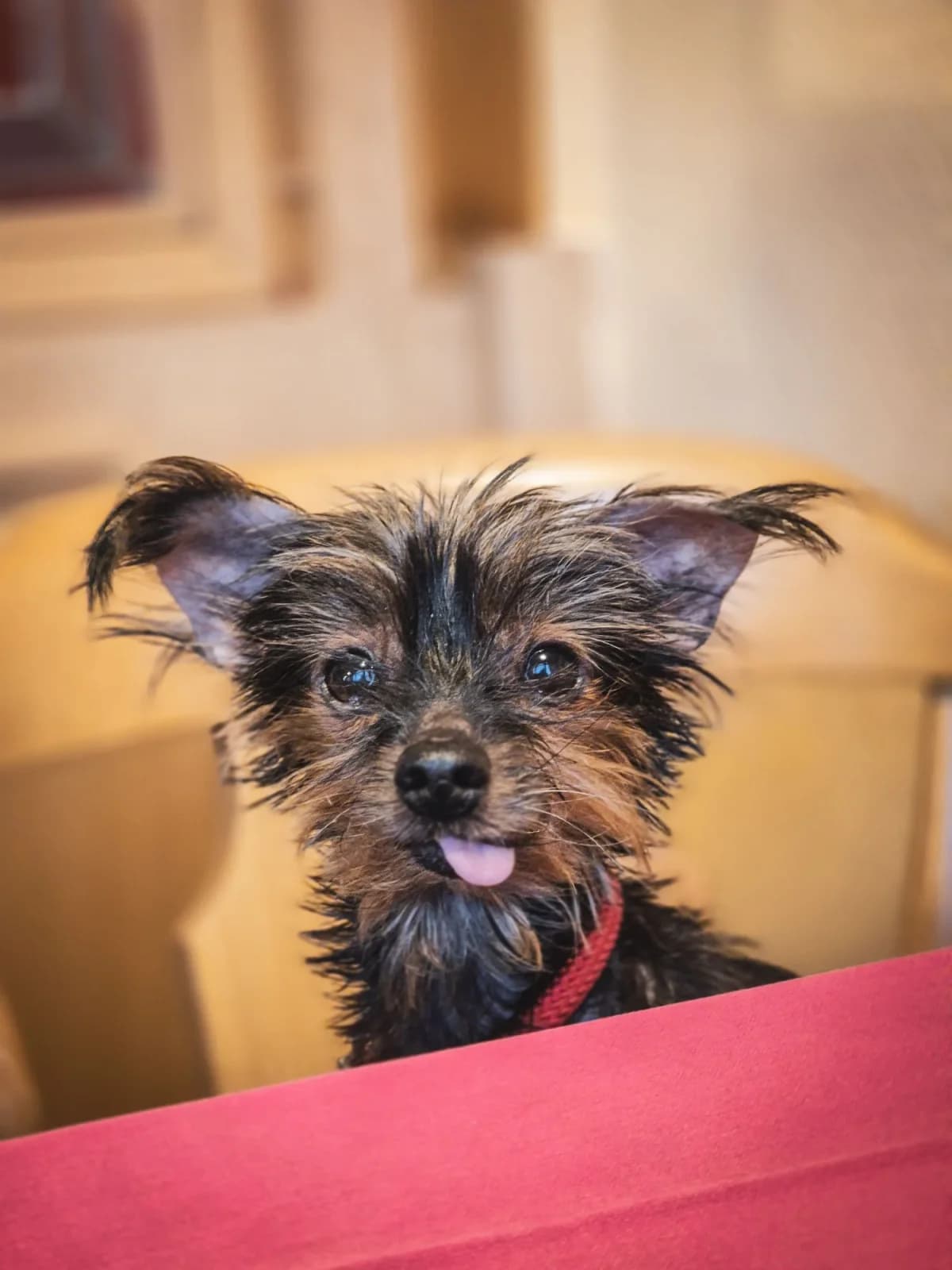 Biene, Mixed Breed for adoption at Tierfreunde Lüdinghausen und Umgebung e. V.