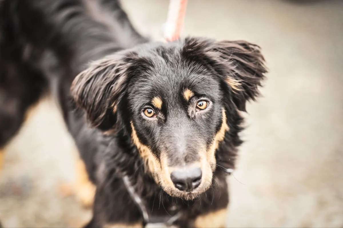 Bobby, Mixed Breed for adoption at Tierfreunde Lüdinghausen und Umgebung e. V.