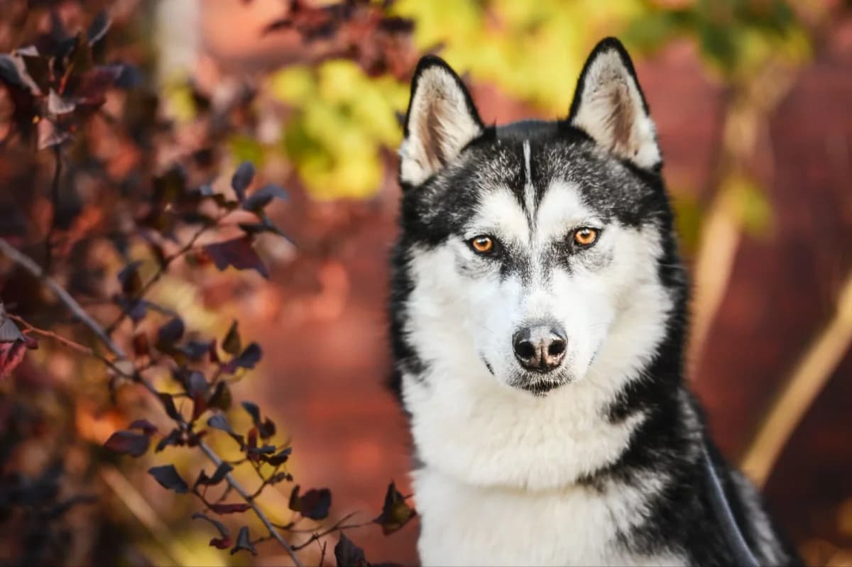 Gio, Mixed Breed for adoption at Tierfreunde Lüdinghausen und Umgebung e. V.