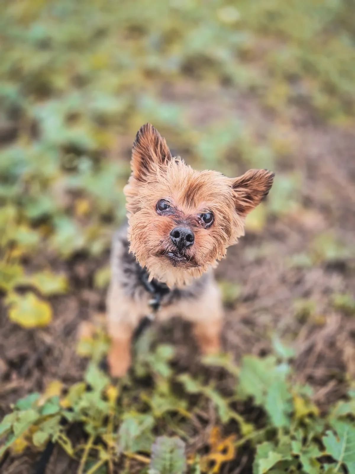 Willi, Mixed Breed for adoption at Tierfreunde Lüdinghausen und Umgebung e. V.