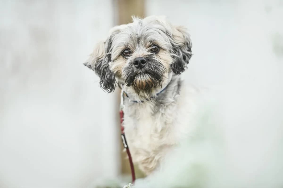 Teddy, Mixed Breed for adoption at Tierfreunde Lüdinghausen und Umgebung e. V.