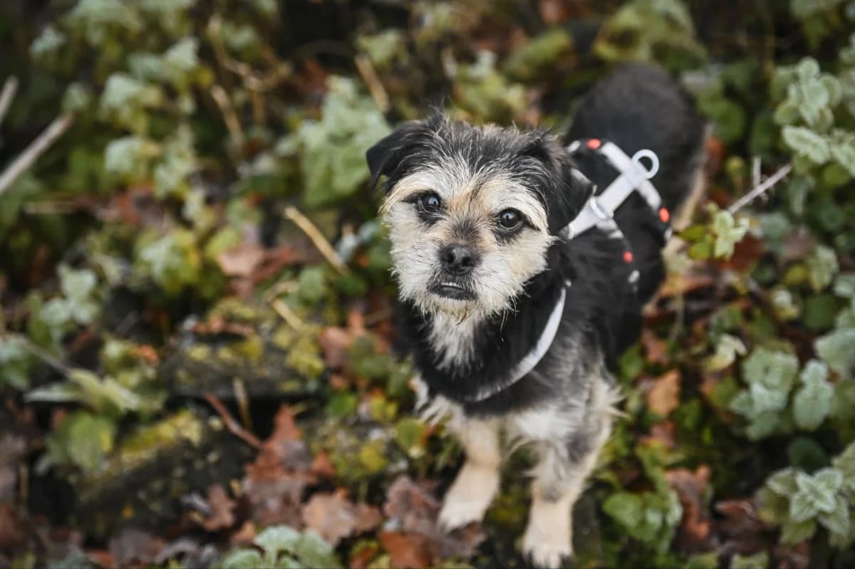 Otto, Mixed Breed for adoption at Tierfreunde Lüdinghausen und Umgebung e. V.