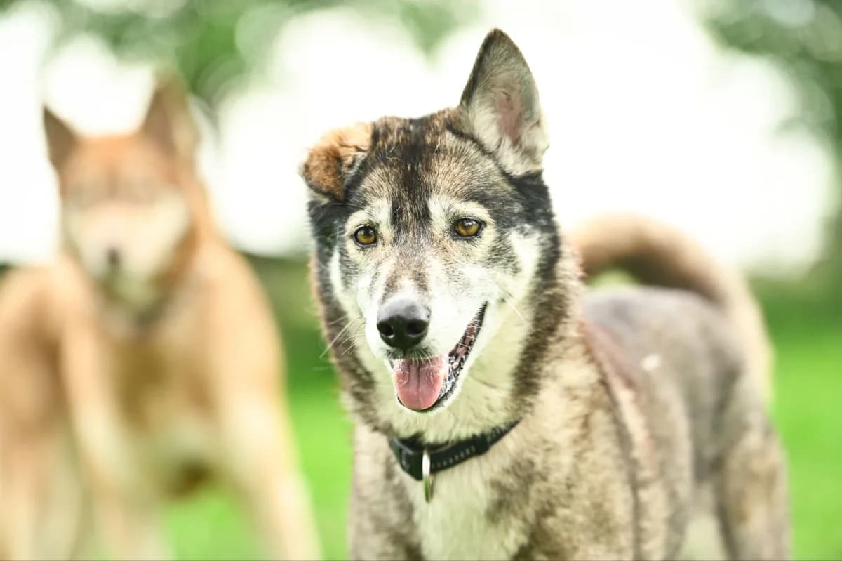 Anouk, female Mixed Breed for adoption at Tierfreunde Lüdinghausen und Umgebung e. V., Senden
