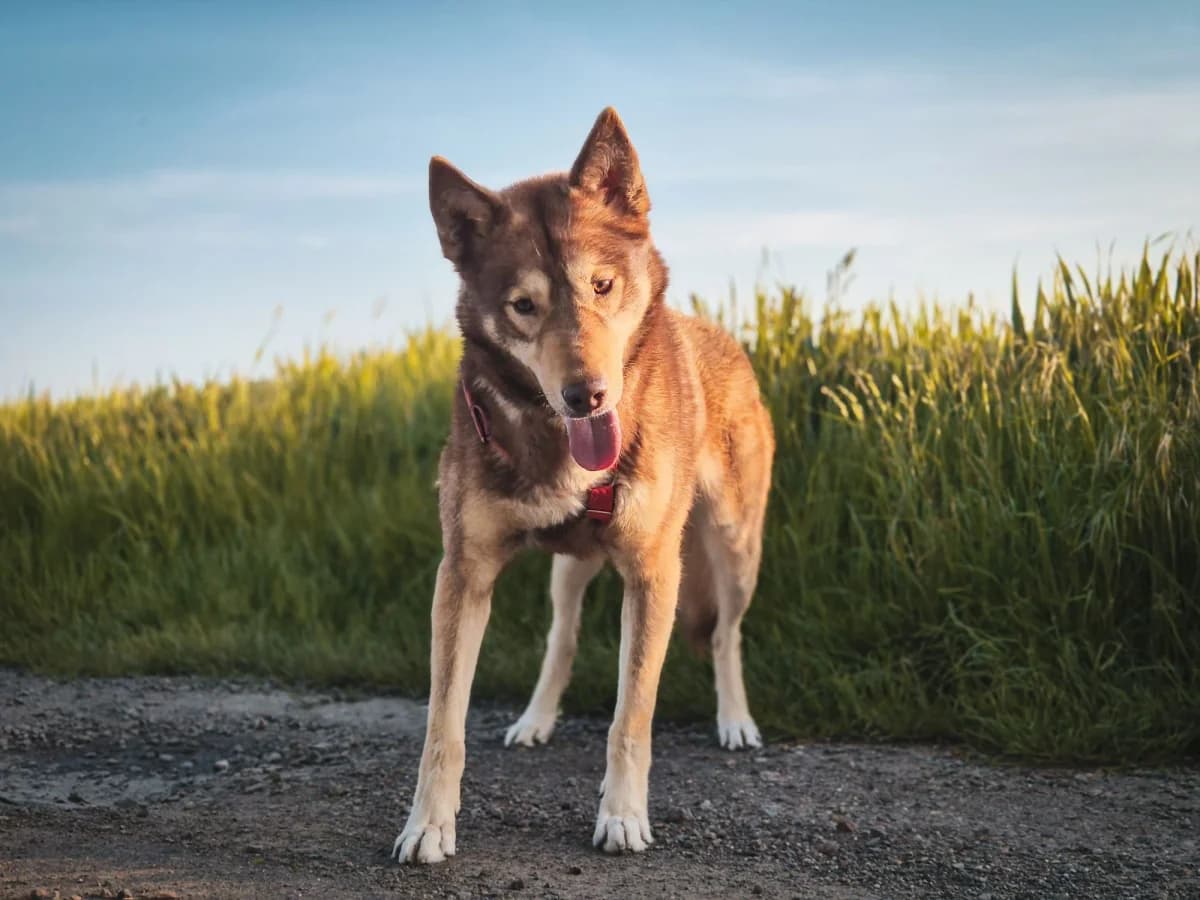 Tobi, weiß Mixed Breed for adoption at Tierfreunde Lüdinghausen und Umgebung e. V., Senden