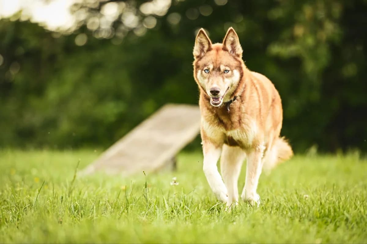 Tobi, weiß Mixed Breed for adoption at Tierfreunde Lüdinghausen und Umgebung e. V., Senden