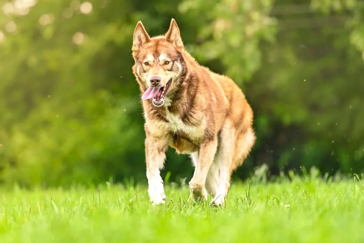 Tobi, weiß Mixed Breed for adoption at Tierfreunde Lüdinghausen und Umgebung e. V., Senden