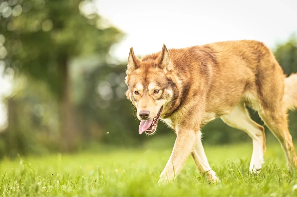 Tobi, weiß Mixed Breed for adoption at Tierfreunde Lüdinghausen und Umgebung e. V., Senden