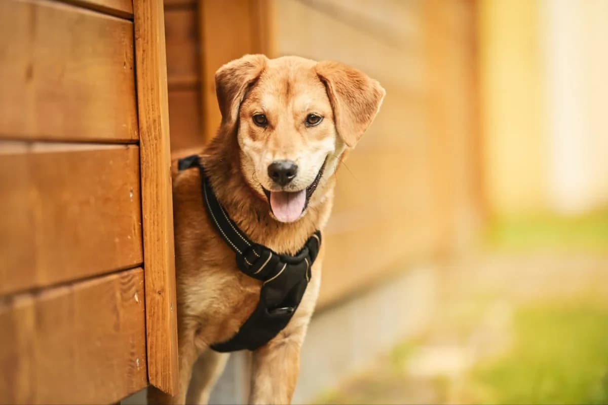 Lilly, female Mixed Breed for adoption at Tierfreunde Lüdinghausen und Umgebung e. V., Senden