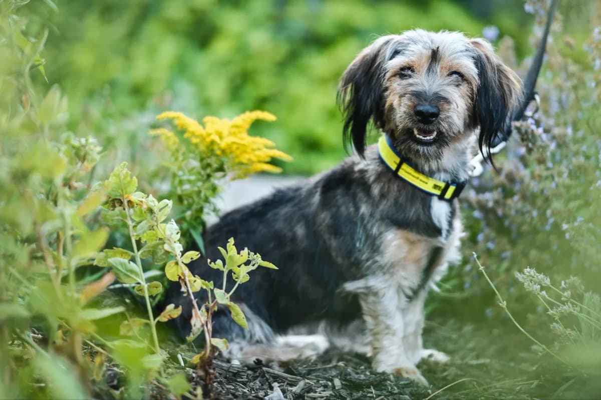 Sari, female Mixed Breed for adoption at Tierfreunde Lüdinghausen und Umgebung e. V., Senden